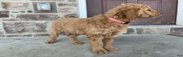 Goldendoodle dogs for sale: Caz - Ad 8