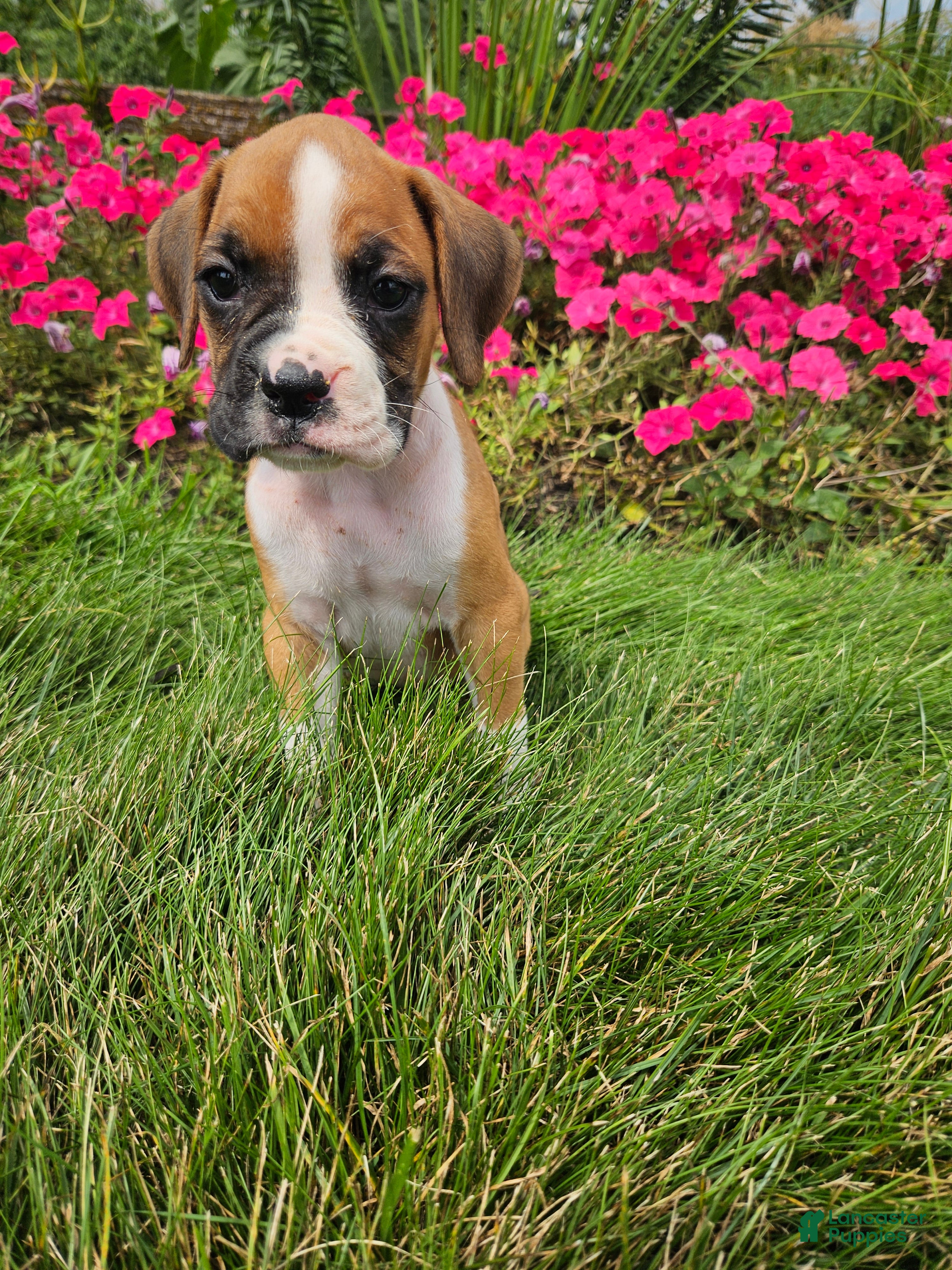 Boxer dogs Brandy - Ad 9
