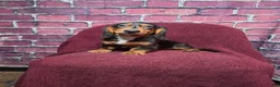 Miniature Dachshund dogs for sale: Max - Ad 6