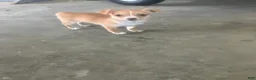 Chihuahua dogs for sale: Maria - Ad 4