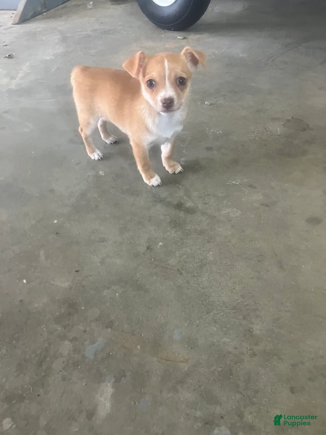 Chihuahua dogs for sale: Maria - Ad 4