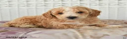 Miniature Poodle dogs for sale: Donny - Ad 4