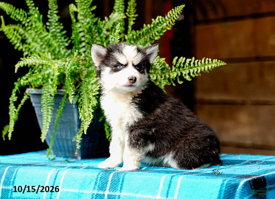 Pomsky dogs Tresa - Ad 2