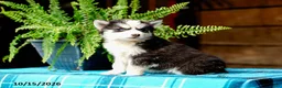 Pomsky dogs for sale: Tresa - Ad 2