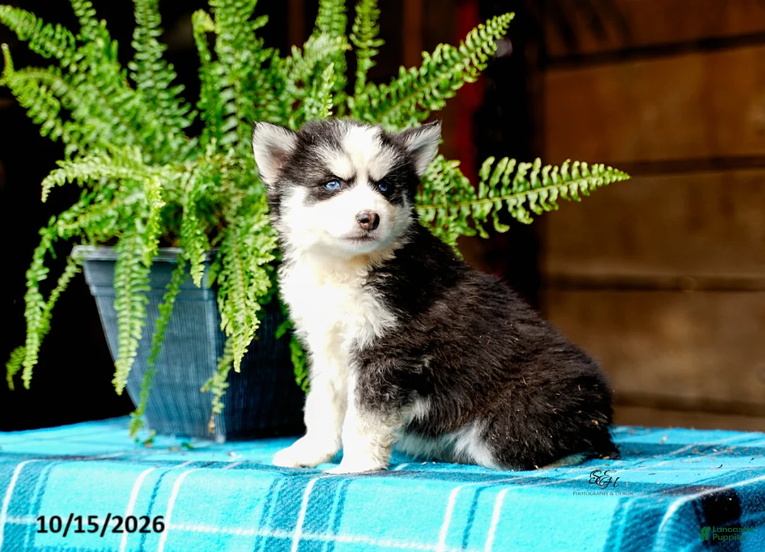 Pomsky dogs for sale: Tresa - Ad 2
