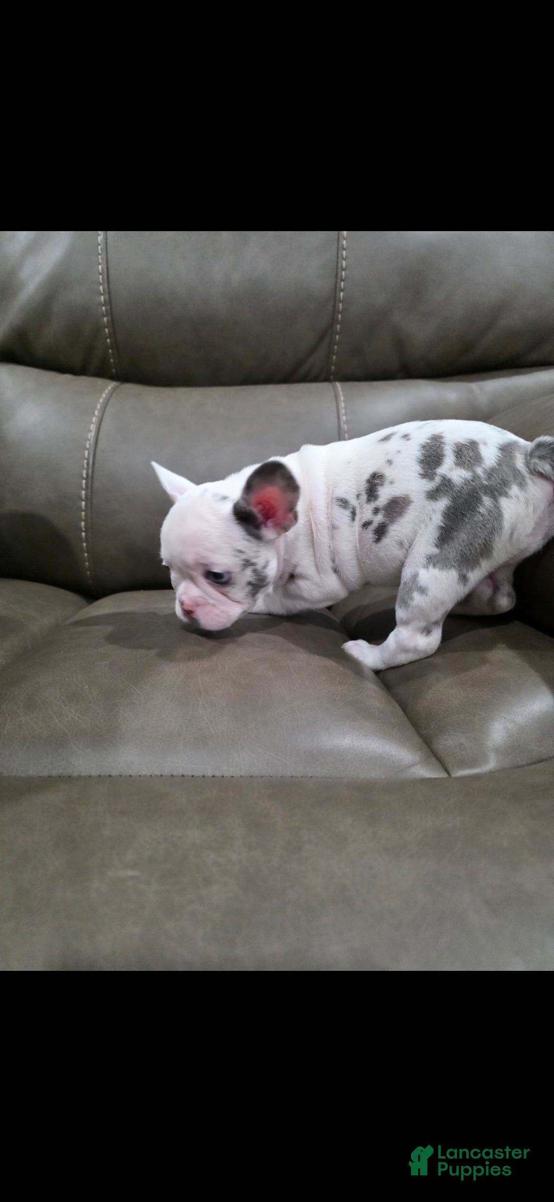 French Bulldog dogs Siri - Ad 2