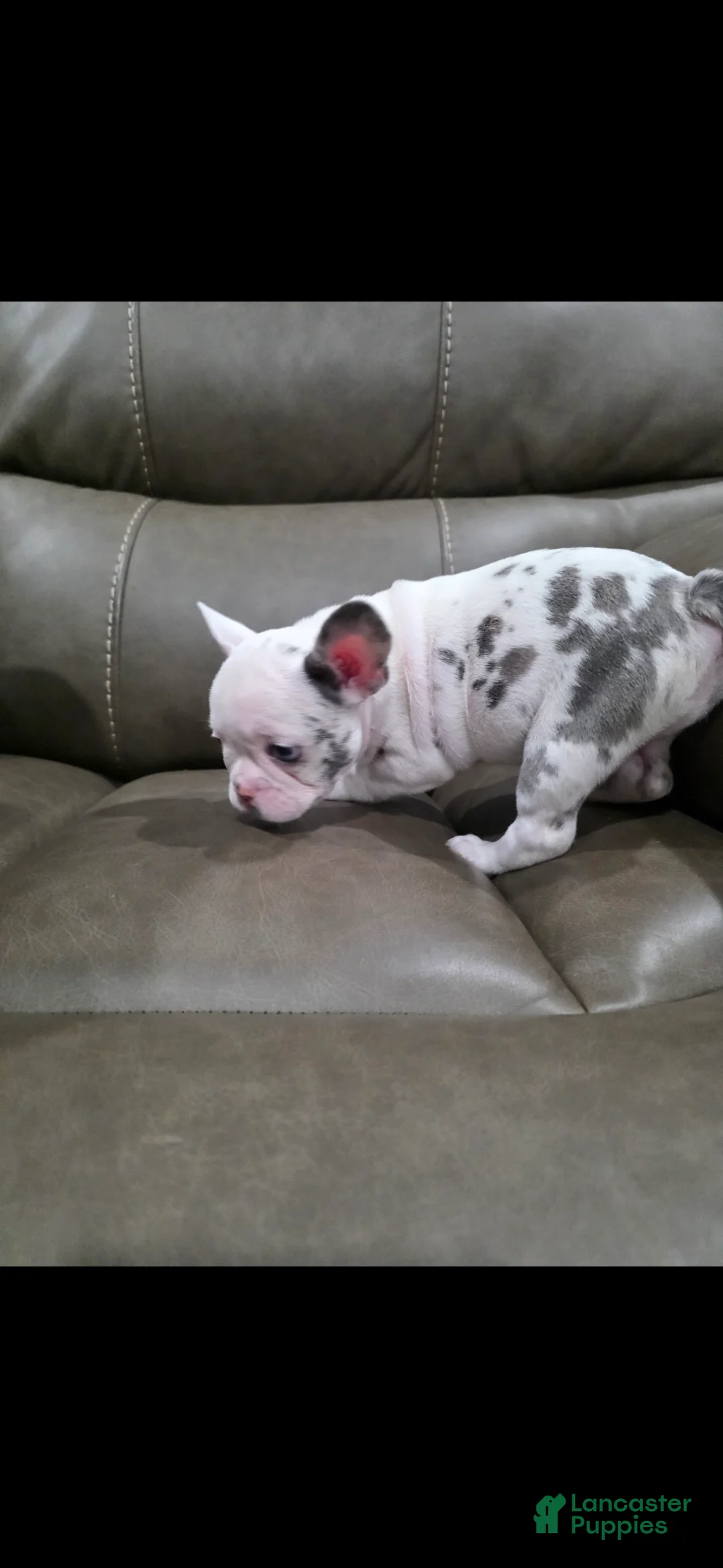 French Bulldog dogs for sale: Siri - Ad 2