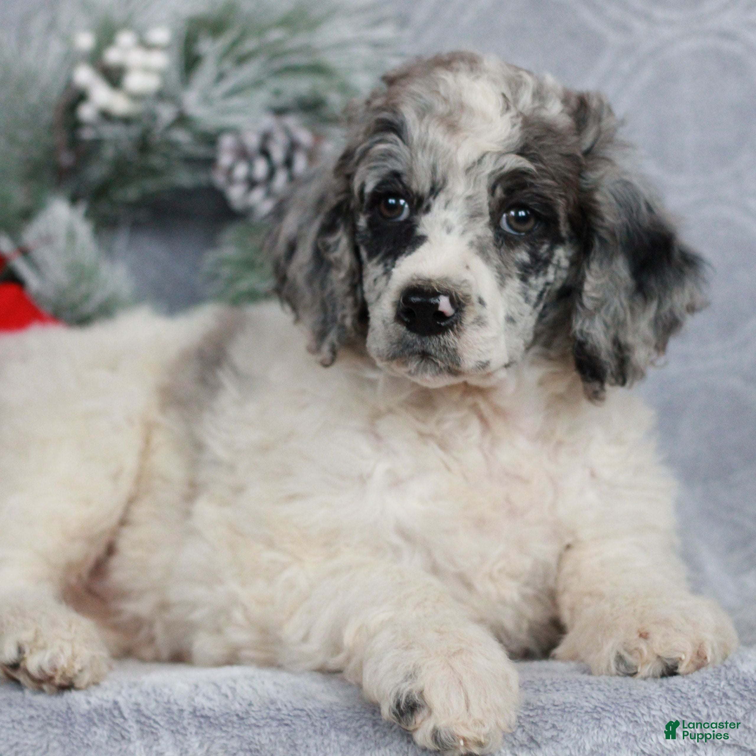 Standard Poodle dogs Paisley  - Ad 22