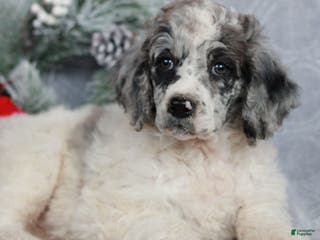 Standard Poodle dogs Paisley - Ad 6