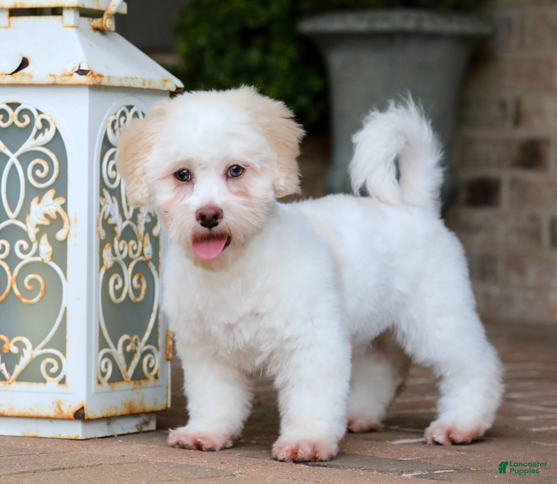Shih Tzu Puppies for sale Lancaster Puppies