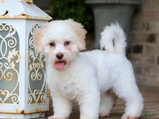 Shihpoo dogs - Ad 14