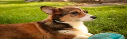 Welsh Corgi Pembroke dogs for sale: Apple Jacks Welsh Corgi Pembroke  - Ad 5