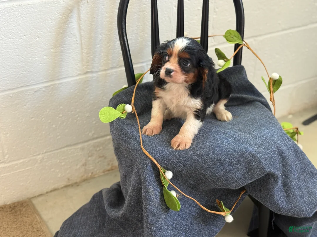 Cavalier King Charles Spaniel dogs for sale: Norris - Ad 2