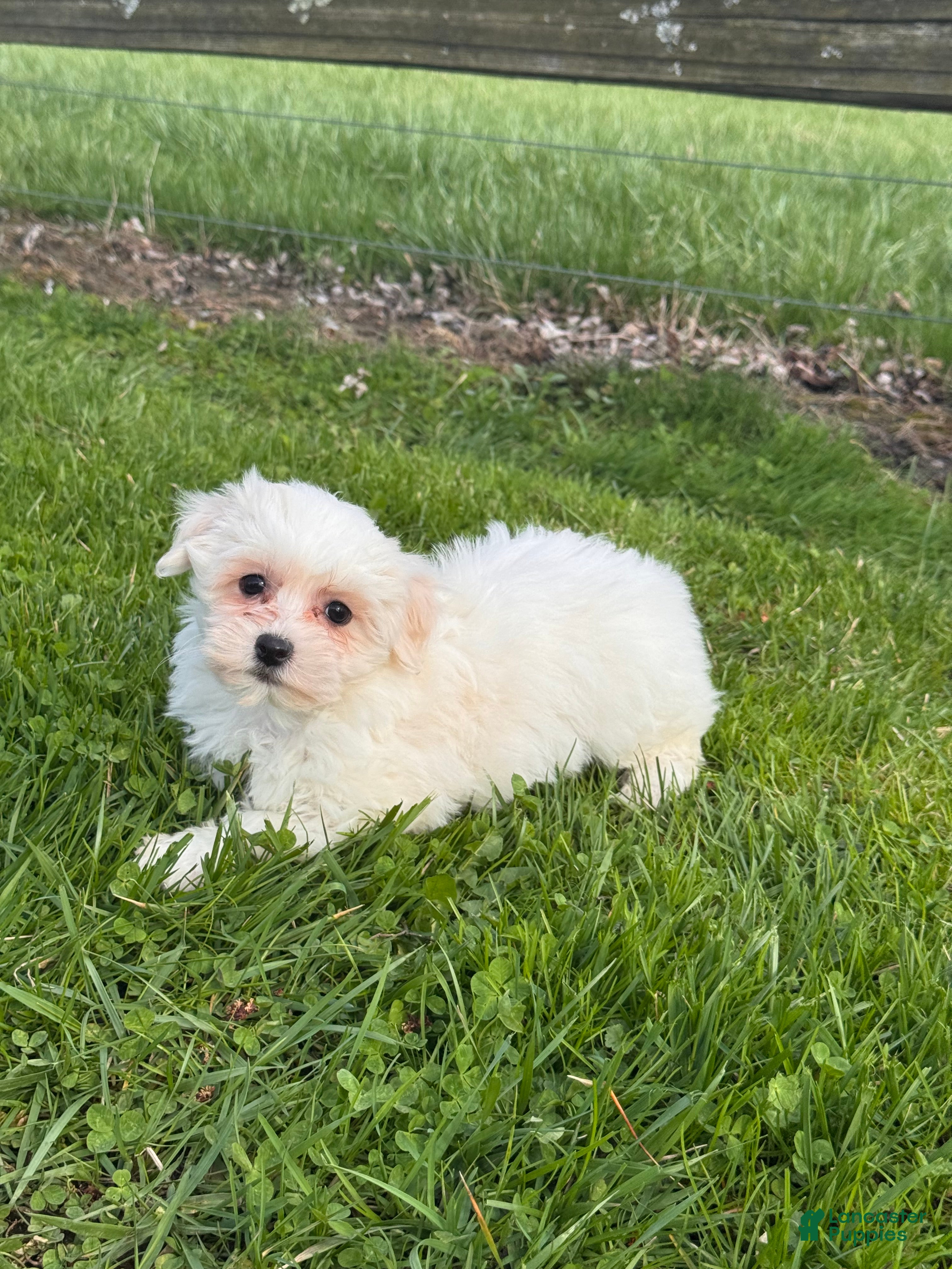 Mixed Breed dogs Heidi - Ad 9