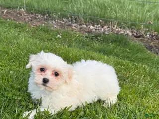 Mixed Breed dogs Heidi - Ad 9