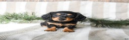 Miniature Dachshund dogs for sale: Chocolate - Ad 3