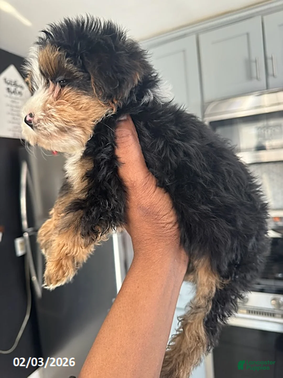 Yorkiepoo dogs for sale: Buddy - Ad 6