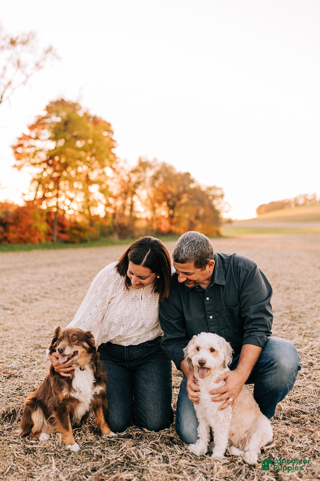 Mini Aussiedoodle dogs Marley - Ad 2