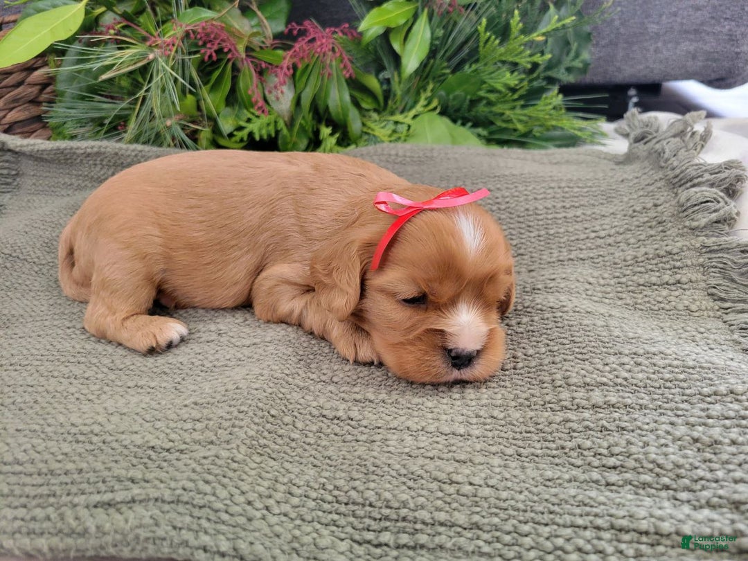 Cavalier King Charles Spaniel dogs for sale: Max - Ad 1