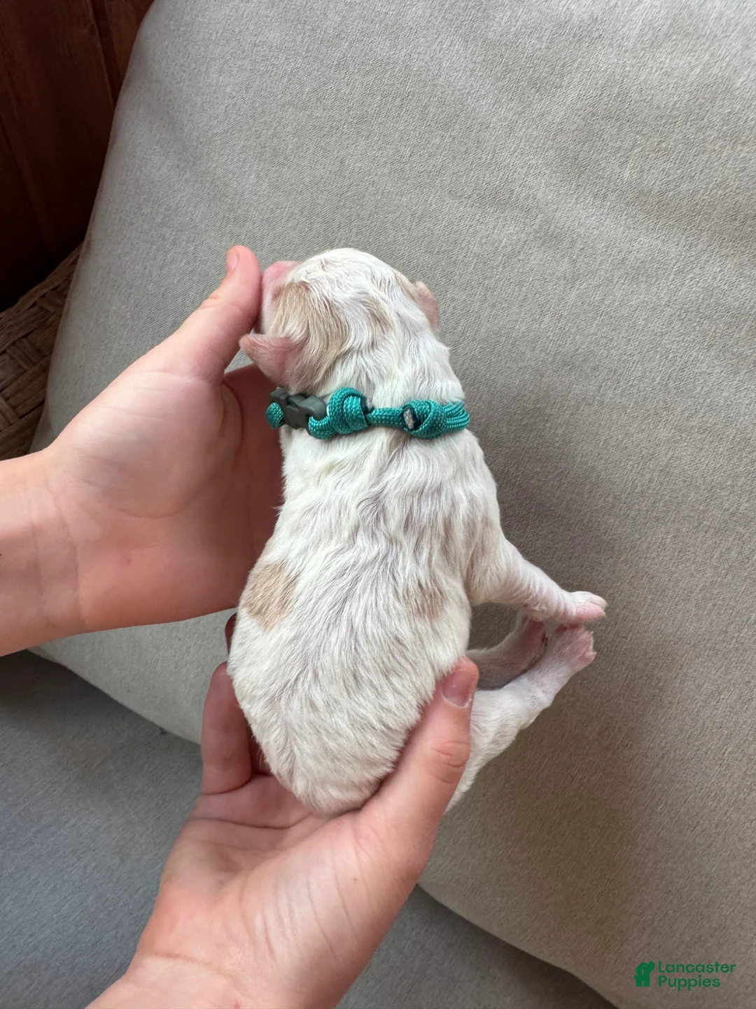 Mixed Breed dogs for sale: GOLDENDOODLE puppy - Ad 2