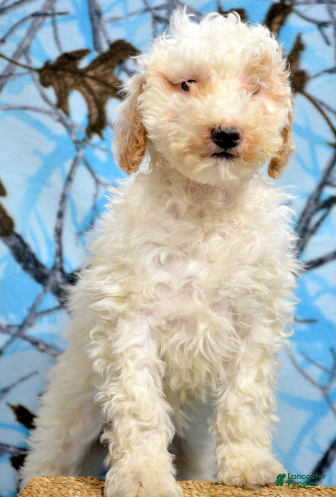 Goldendoodle dogs for sale: Dallas - Ad 2