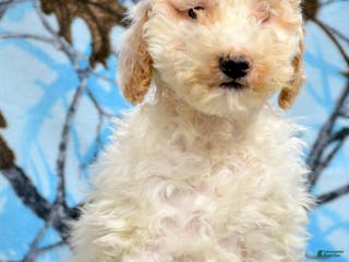 Goldendoodle dogs Dallas - Ad 39