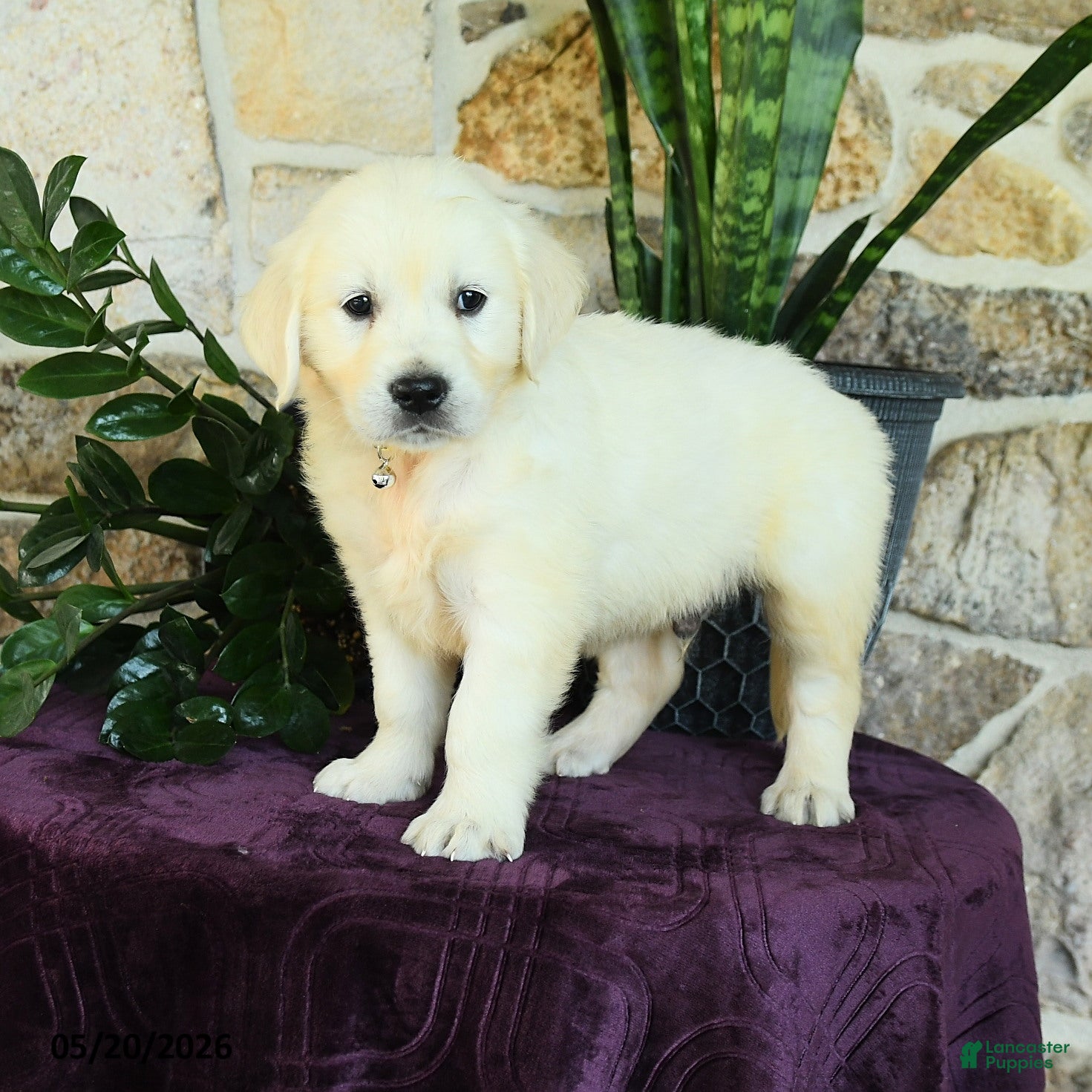 Golden Retriever dogs Dallas - Ad 1