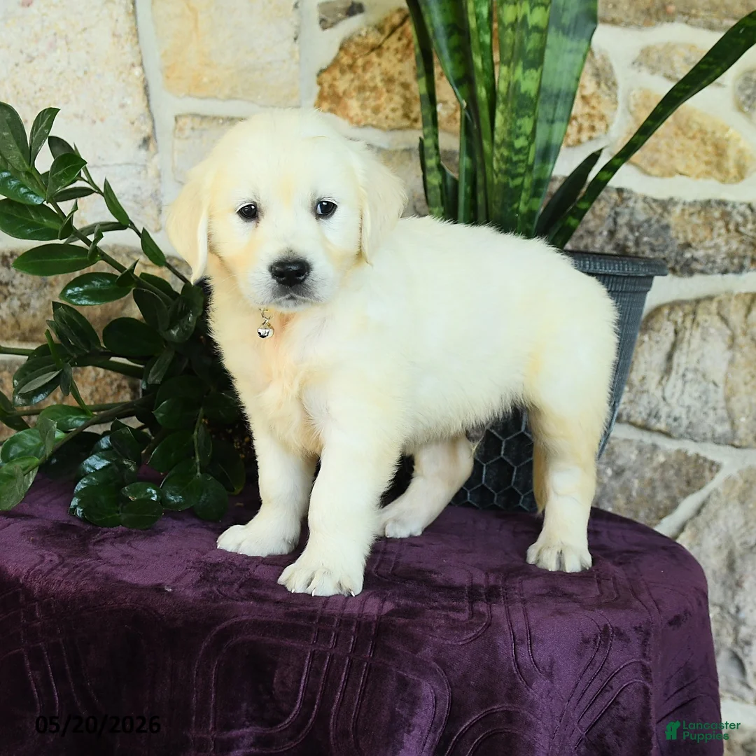 Golden Retriever dogs for sale: Dallas - Ad 1