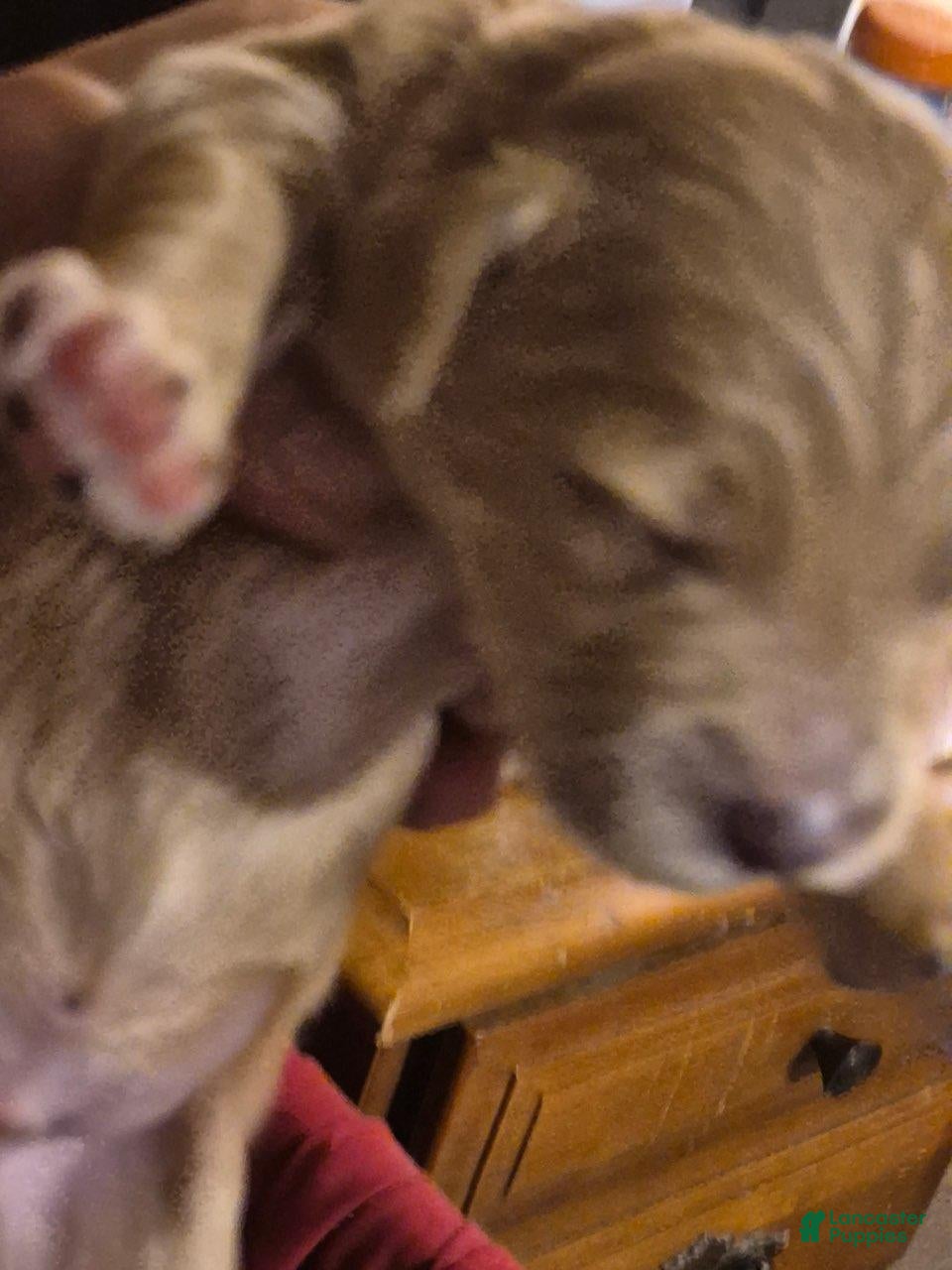 Mini Goldendoodle dogs for sale: Venus  - Ad 1