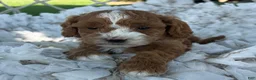 Cavapoo dogs for sale: Casper - Ad 10
