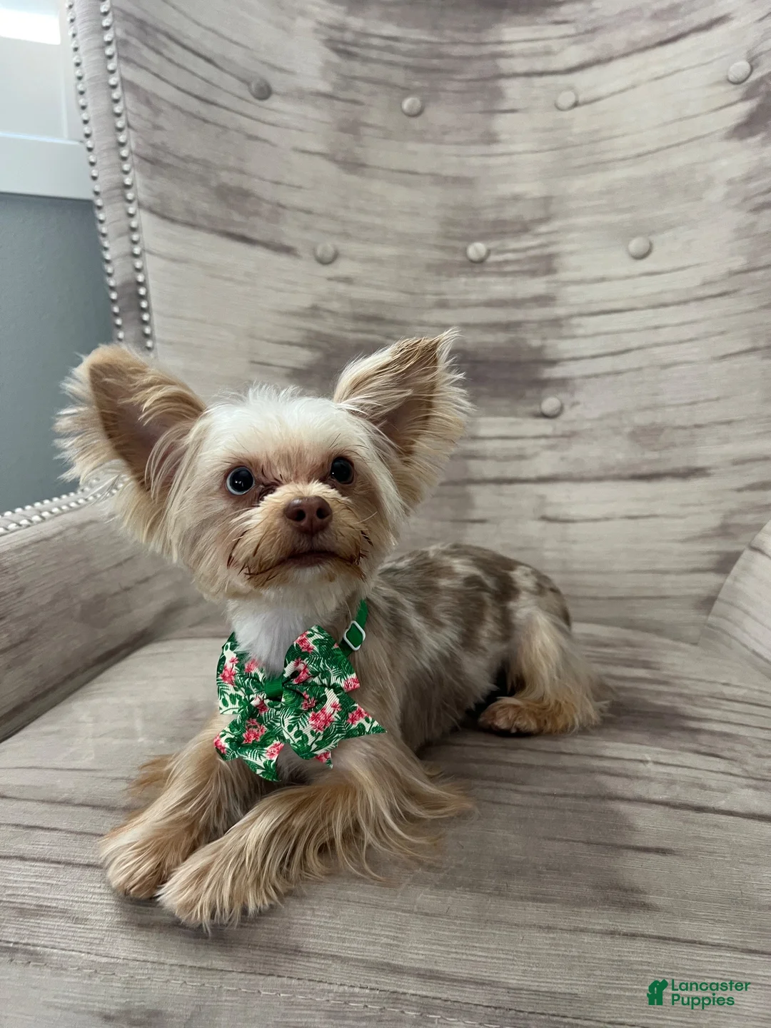 Yorkshire Terrier dogs for sale: Benny - Ad 4