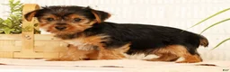 Yorkshire Terrier dogs for sale: Seth - Ad 4