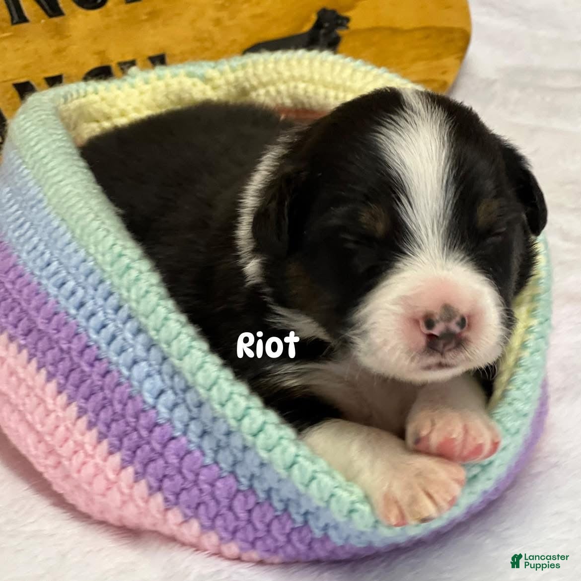 Australian Shepherd dogs Riot - Ad 18