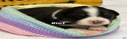 Australian Shepherd dogs for sale: Riot - Ad 7