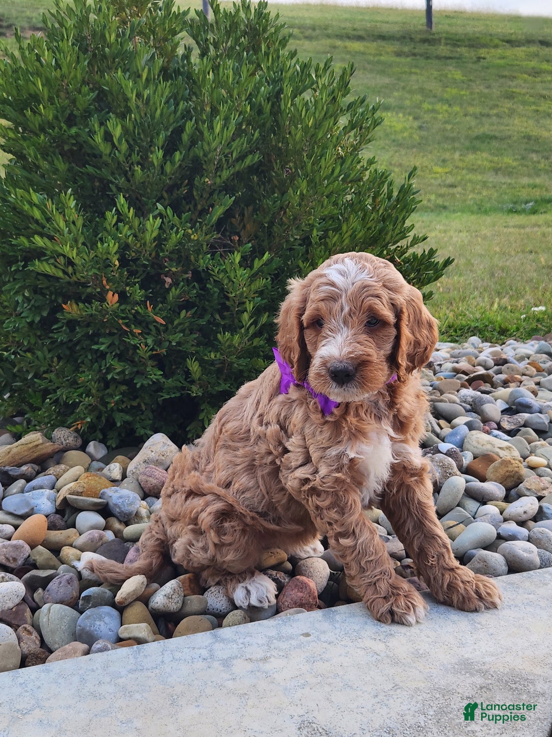 Goldendoodle dogs for sale: Daisy - Ad 25