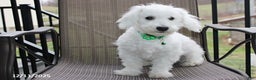 Bichon Frise dogs for sale: Carson - Ad 4