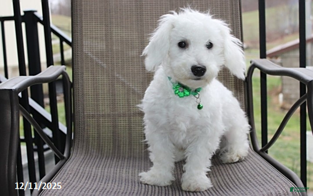 Bichon Frise dogs for sale: Carson - Ad 4