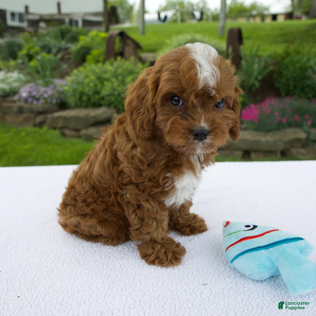 Cavapoo dogs for sale: Ian - Ad 2