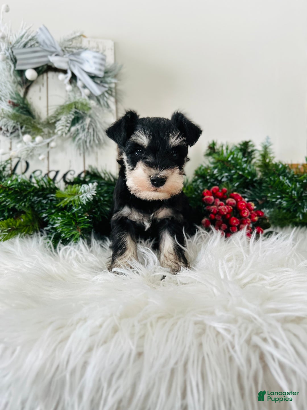 Miniature Schnauzer dogs for sale: Brody - Ad 1