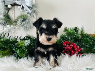 Miniature Schnauzer dogs Brody - Ad 7