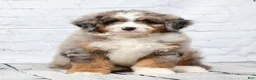 Mini Bernedoodle dogs for sale: Fido - Ad 7
