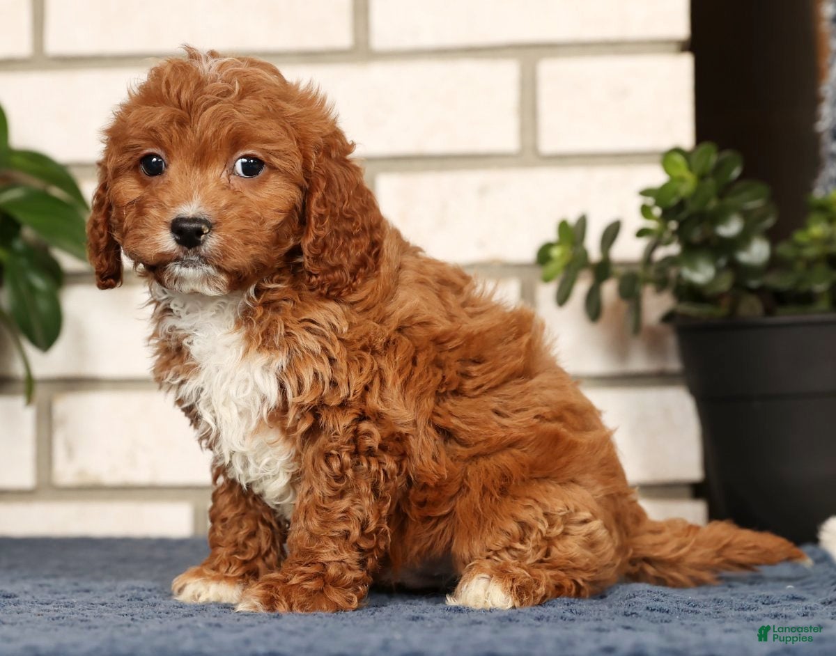 Cavapoo dogs Doogie - Ad 2