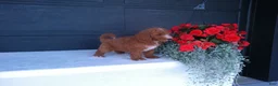 Goldendoodle dogs for sale: Buddy  - Ad 3