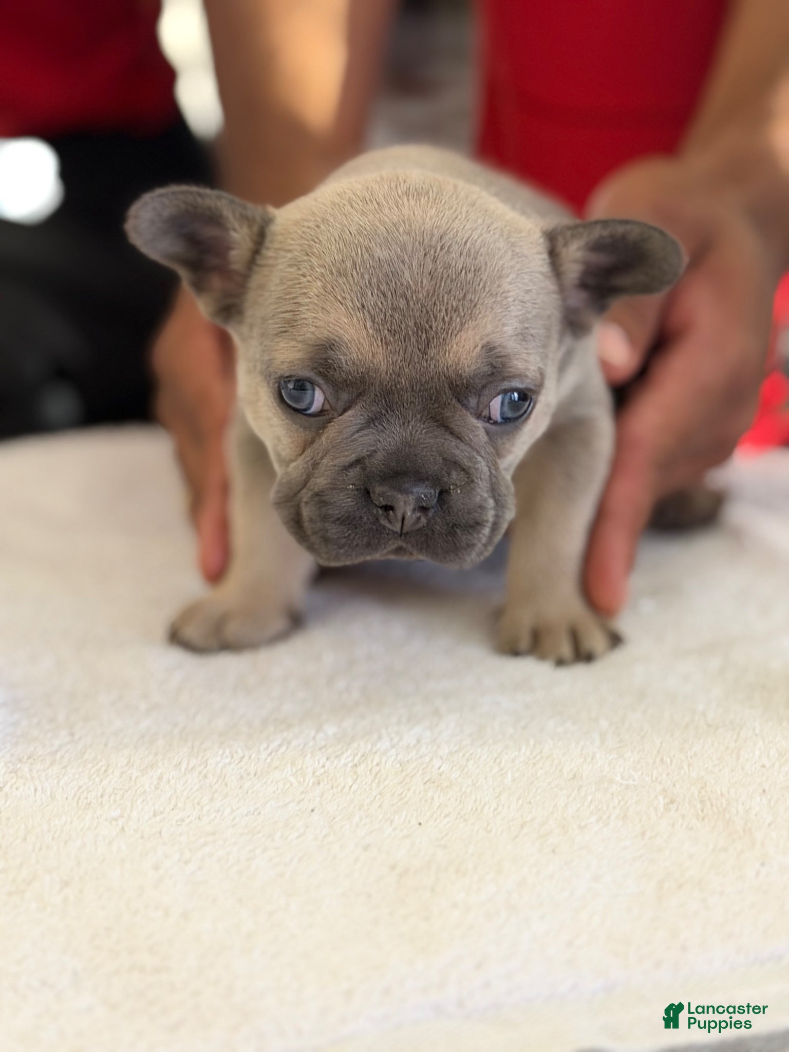 French Bulldog dogs French Bulldog Puppy 1 - Ad 31