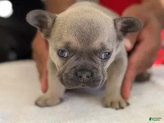 French Bulldog dogs French Bulldog Puppy 1 - Ad 41