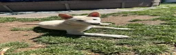 Shiba Inu dogs for sale: Sparky - Ad 1