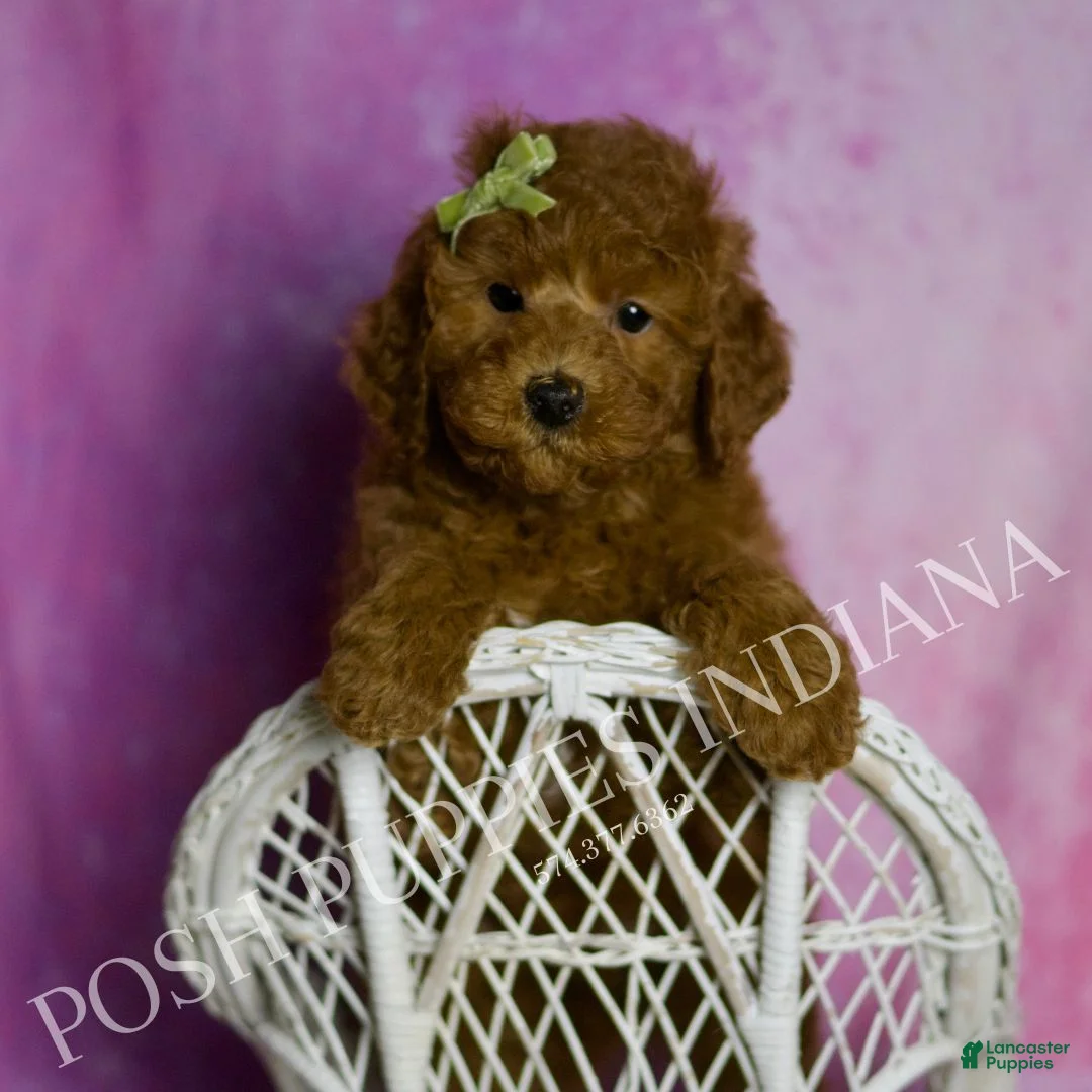 Mini Goldendoodle dogs for sale: Deeter - Ad 1