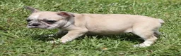 French Bulldog dogs for sale: STAR RED MERLE - Ad 2