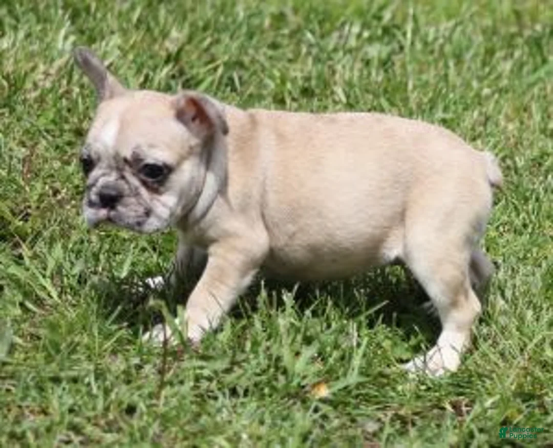 French Bulldog dogs for sale: STAR RED MERLE - Ad 2