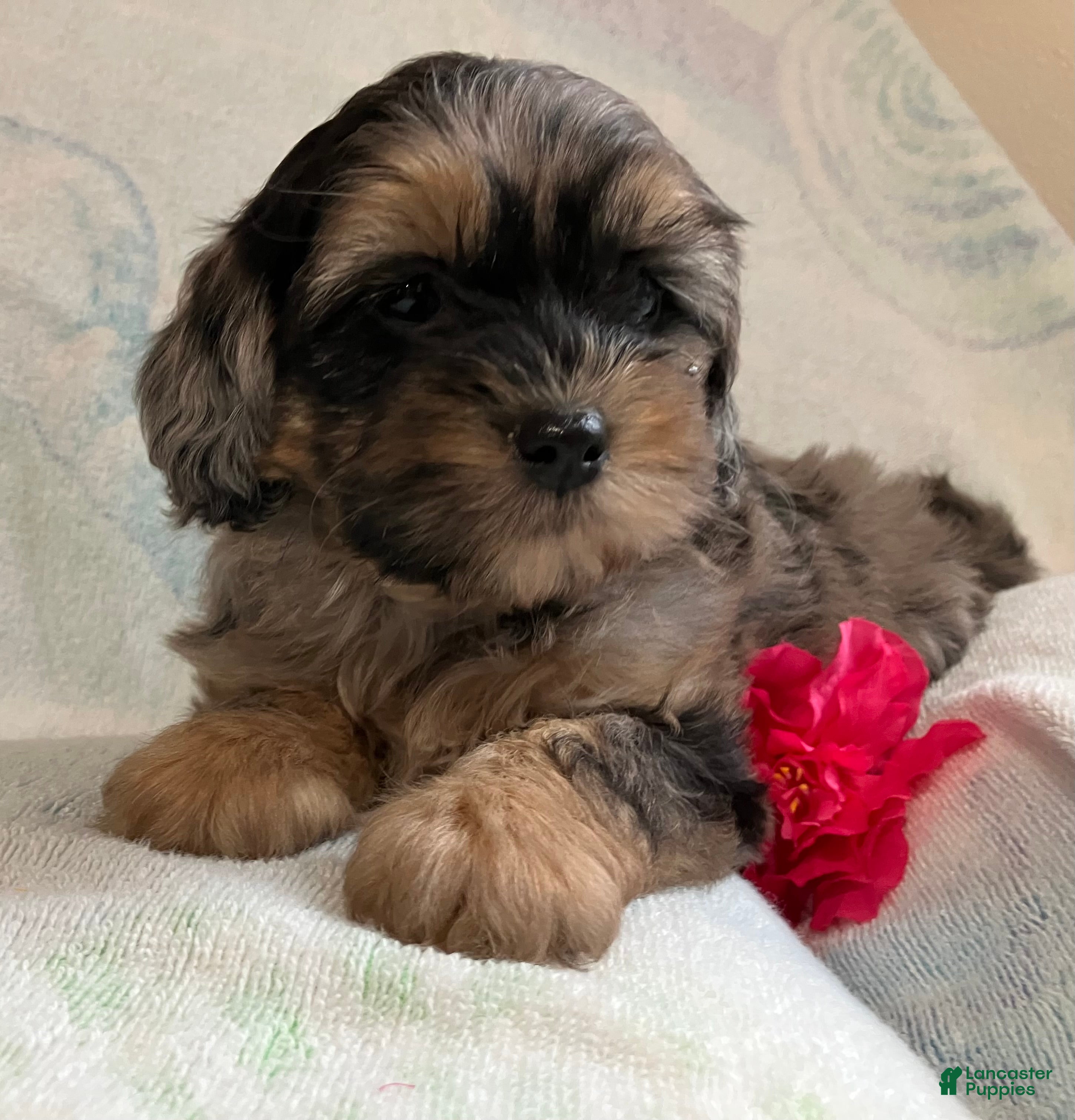 Shihpoo dogs Marshmallow  - Ad 2